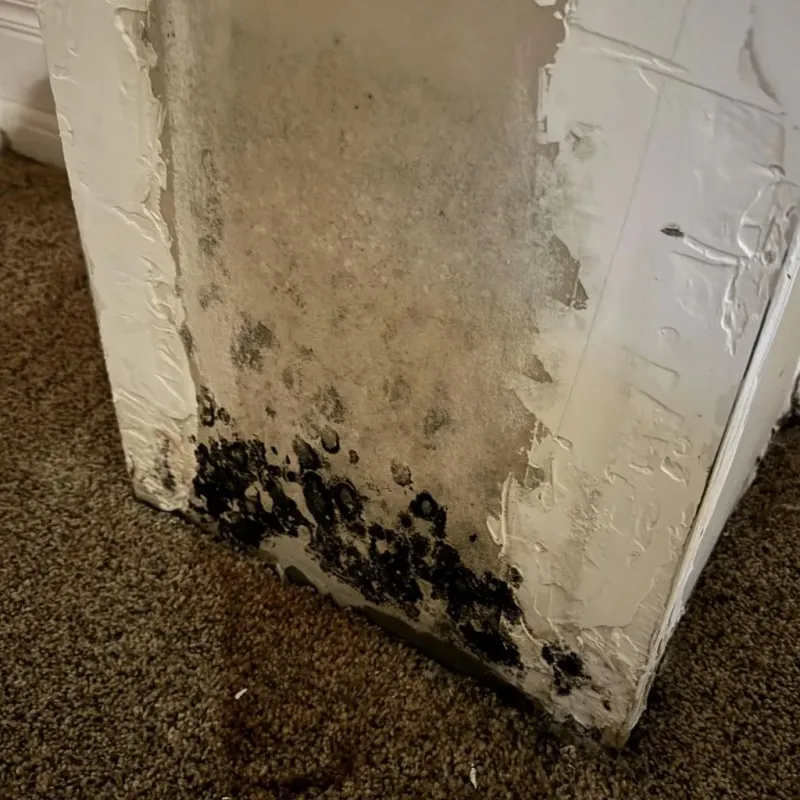 Professional Mold Removal in Bardstown, KY